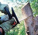 Best Tree Removal  in Whispering Pines, NC
